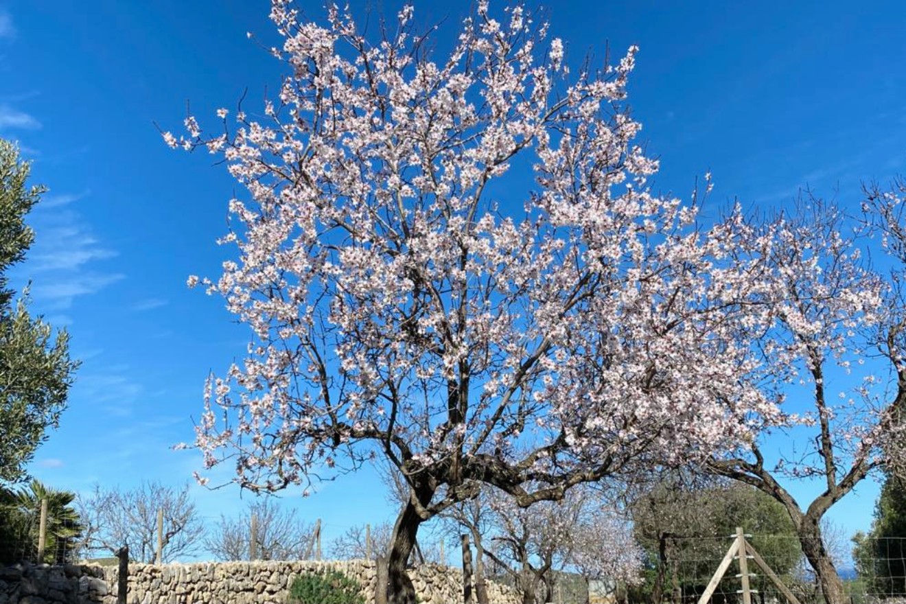 PRODUCTOS DE LA FINCA: LA ALMENDRA